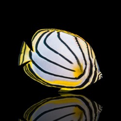 Chaetodon Meyeri