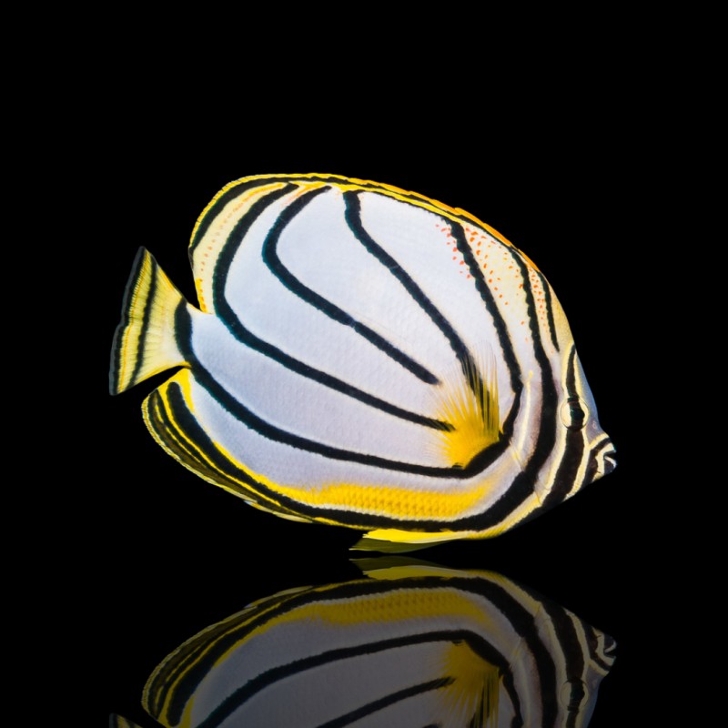 Chaetodon Meyeri Chaetodon Meyeri