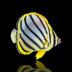 Chaetodon Meyeri - Meyers koraalvlinder kopen? | Coralandfishstore.nl