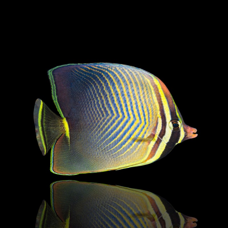 Chaetodon Baronessa Chaetodon Baronessa