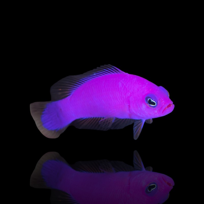 Pictichromis Porphyrea Pictichromis Porphyrea