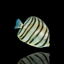 Coral And Fishstore - Chaetodon Octofasciatus - 8 bands vlindervis