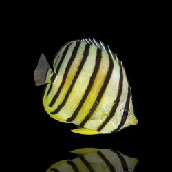 Chaetodon Octofasciatus