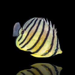 Coral And Fishstore - Chaetodon Octofasciatus - 8 bands vlindervis