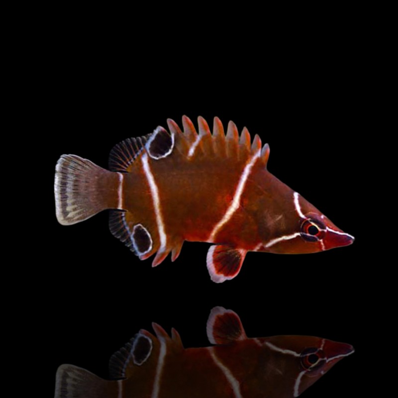 Wetmorella Albofasciata