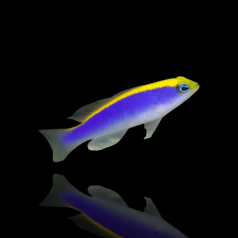 Pseudochromis Flavivertex