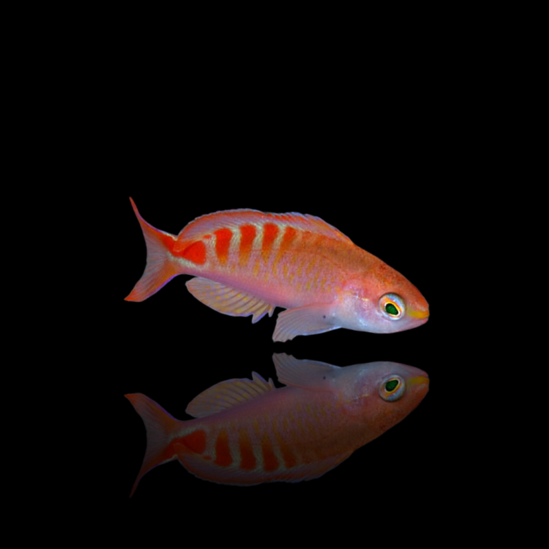 Mirolabrichthys Lori Mirolabrichthys Lori