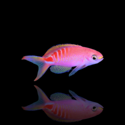 Mirolabrichthys Lori kopen? | Coralandfishstore.nl