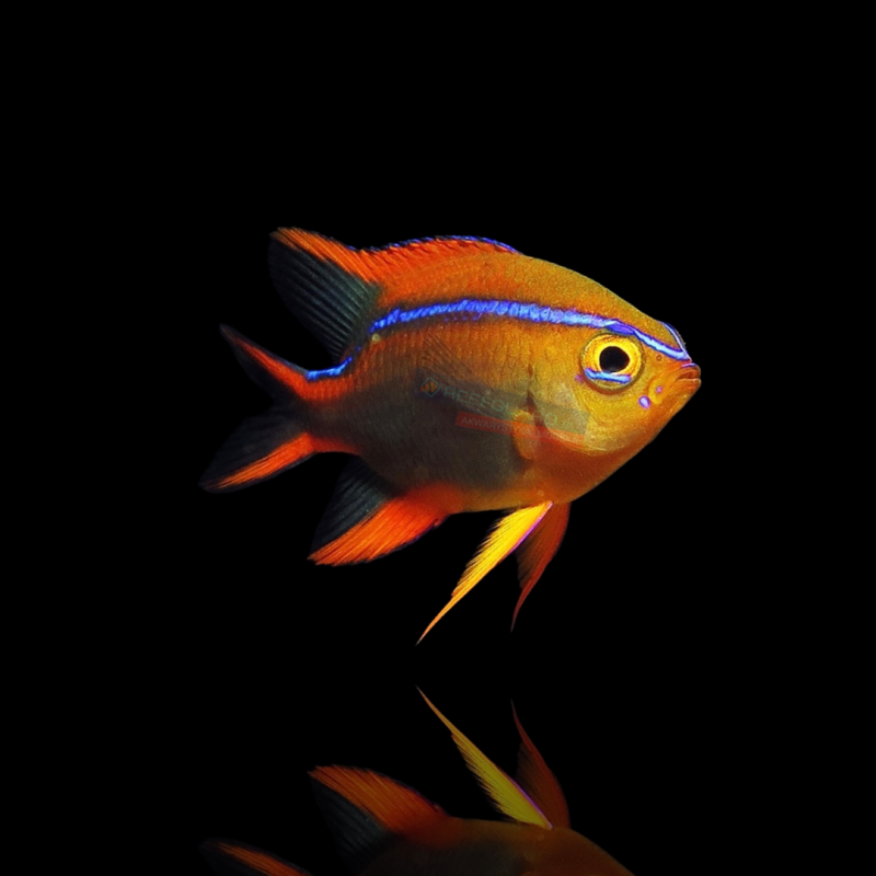 Neoglyphidodon Crossi Neoglyphidodon Crossi