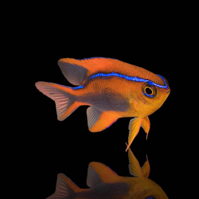 Neoglyphidodon Crossi kopen? | Coralandfishstore.nl Neoglyphidodon Crossi kopen? | Coralandfishstore.nl