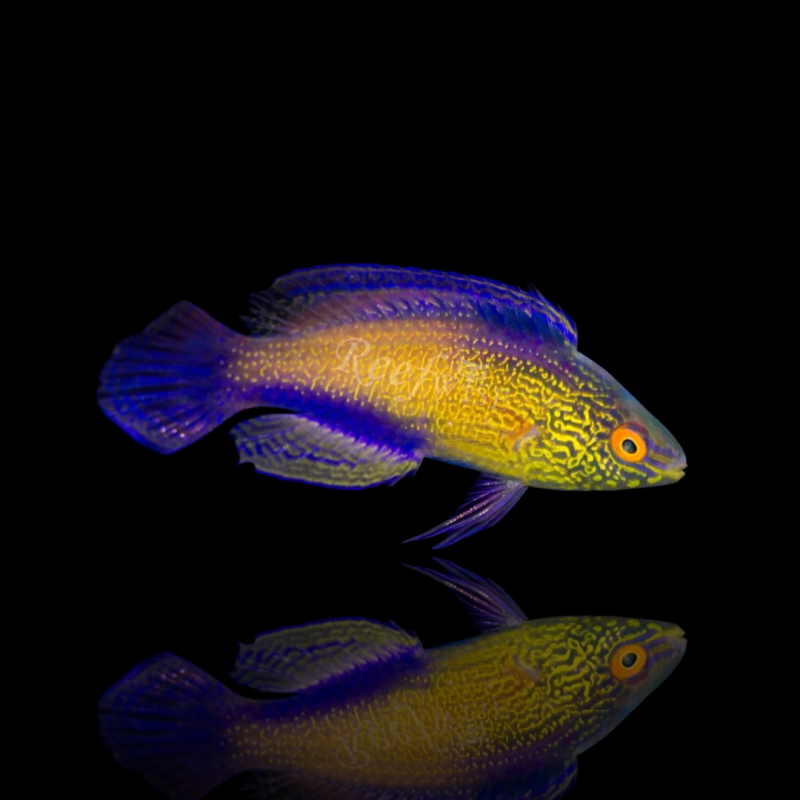 Cirrhilabrus Rhomboidalis Cirrhilabrus Rhomboidalis