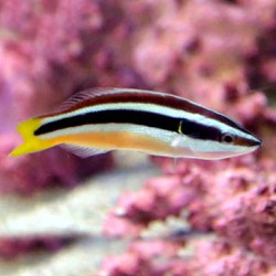 Diproctacanthus Xanthurus | Coralandfishstore.nl Diproctacanthus Xanthurus | Coralandfishstore.nl