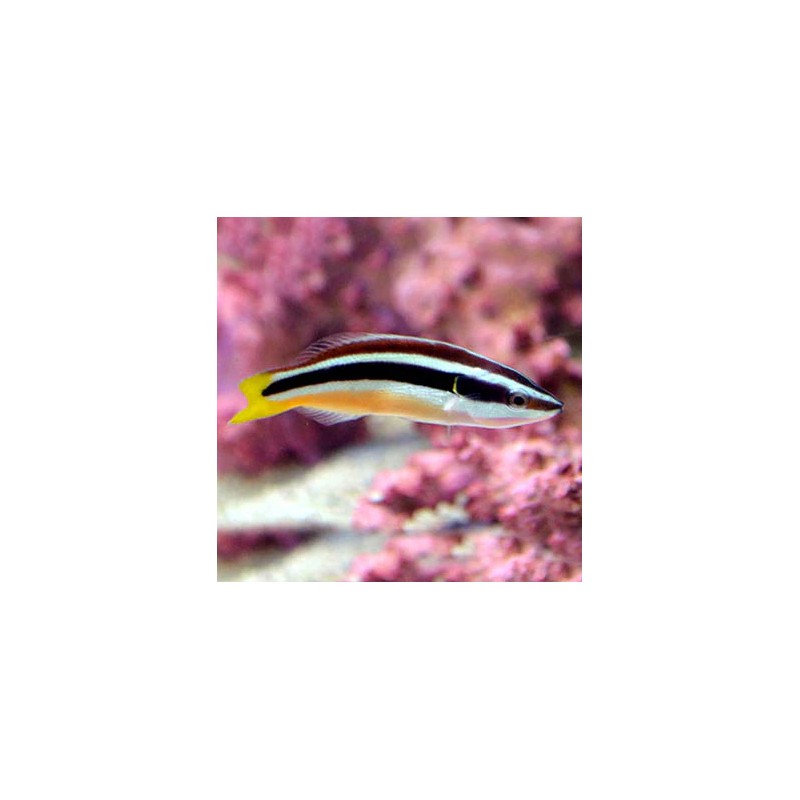 Diproctacanthus Xanthurus | Coralandfishstore.nl Diproctacanthus Xanthurus | Coralandfishstore.nl