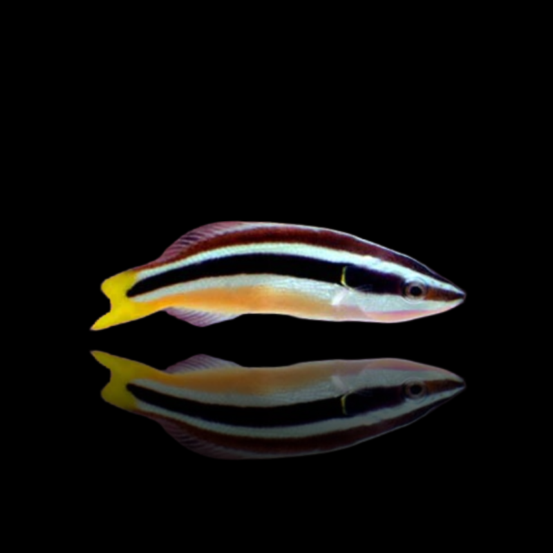 Diproctacanthus Xanthurus Diproctacanthus Xanthurus