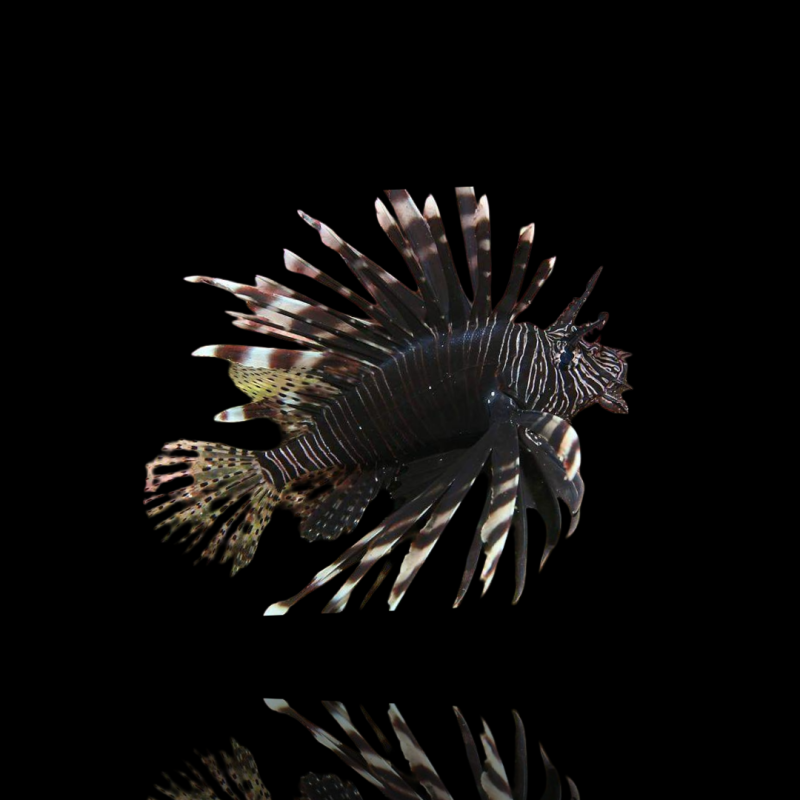 Pterois Volitans Black Kenia