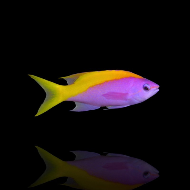 Mirolabrichtys Evansi - Evan's Vlagbaars Mirolabrichtys Evansi - Evan's Vlagbaars