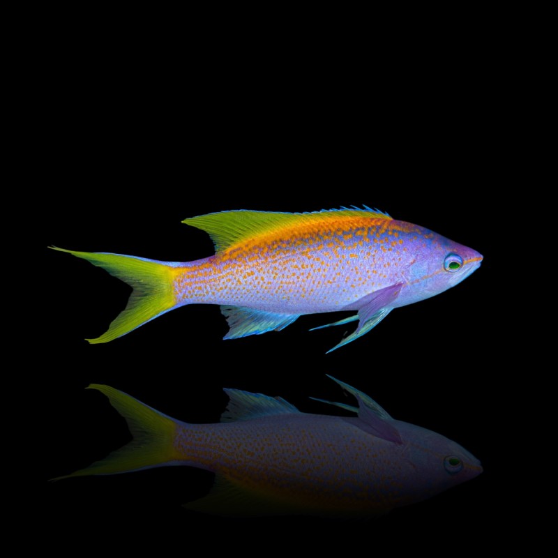Mirolabrichthys Evansi kopen?| Coralandfishstore.nl Mirolabrichthys Evansi kopen?| Coralandfishstore.nl