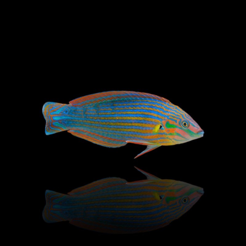 Halichoeres Melanurus Halichoeres Melanurus