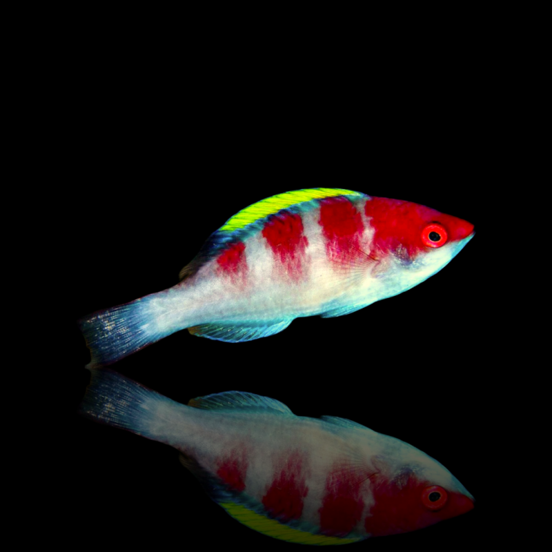 Cirrhilabrus Flavidorsalis Cirrhilabrus Flavidorsalis