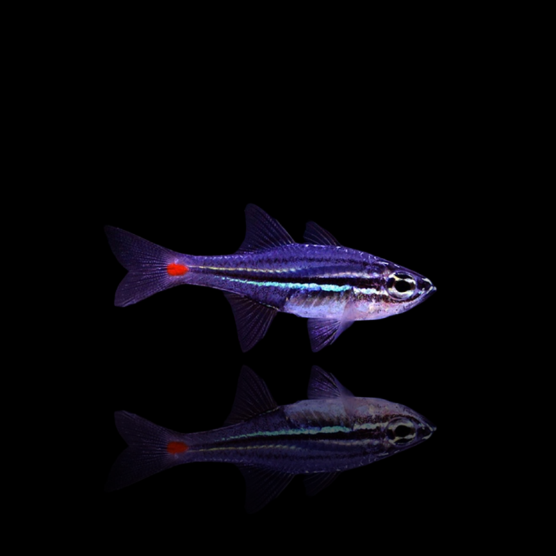 Apogon Parvulus Apogon Parvulus