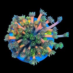 WYSIWYG 668 Goniopora ultra frag