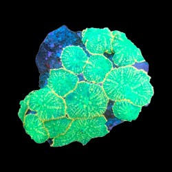 WYSIWYG 670 Rhodactis ultra green ML-size