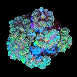 WYSIWYG 671 Ricordea yuma ultra 6 ears on rock