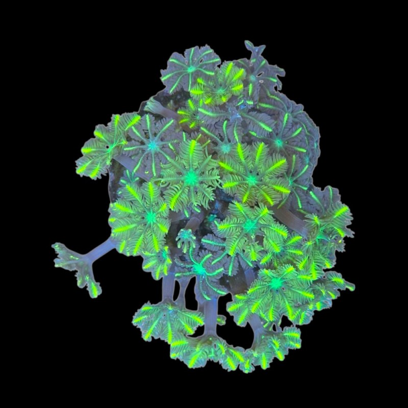 WYSIWYG 672 clavularia M-size