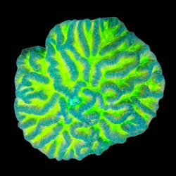 WYSIWYG 673 Lobophyllia XXL 20cm.