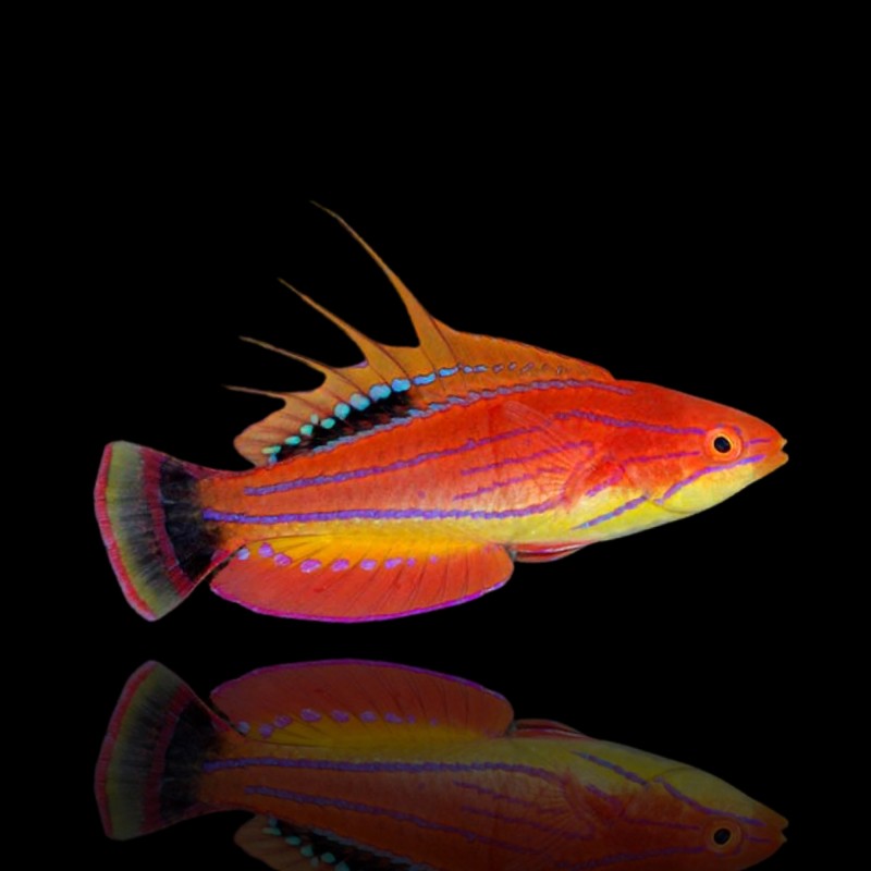 Paracheilinus Filamentosus - Filament Dwerglipvis Paracheilinus Filamentosus - Filament Dwerglipvis