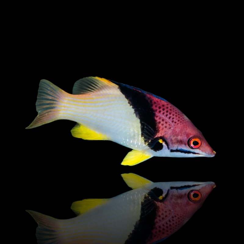 Bodianus Mesothorax Bodianus Mesothorax