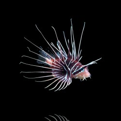 Pterois Radiata Pterois Radiata