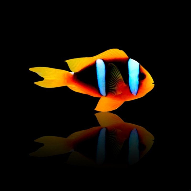 Amphiprion Chrysopterus kopen | Coralandfishstore.nl Amphiprion Chrysopterus kopen | Coralandfishstore.nl