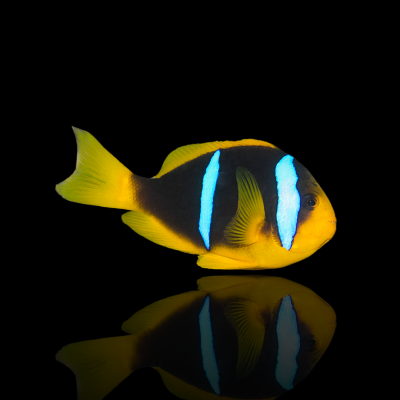 Amphiprion Chrysopterus Amphiprion Chrysopterus