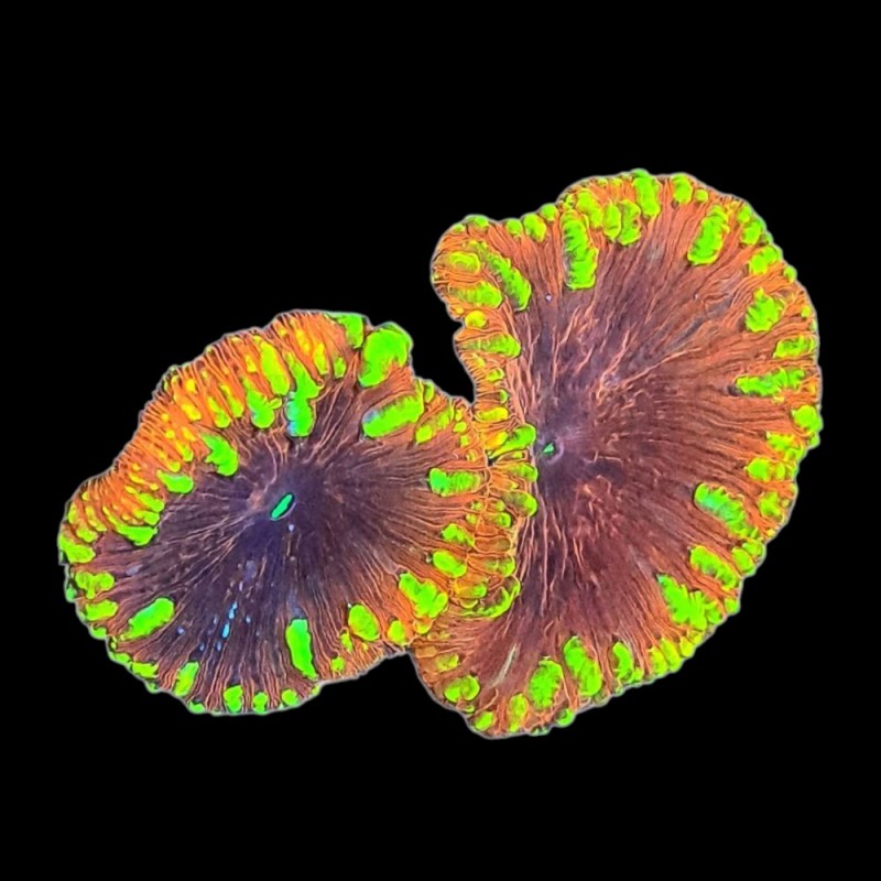 WYSIWYG 674 Blastomussa ultra on rock
