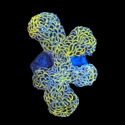 WYSIWYG 676 Euphyllia ancora orange L/size