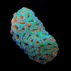 WYSIWYG 677 Acanthastrea lordhowensis ultra ML-size