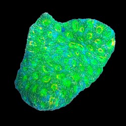 WYSIWYG 678 Acanthastrea echinata Ultra L-size