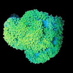 WYSIWYG 679 Physogyra Lichtensteini M-size