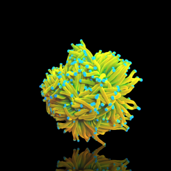 Euphyllia Banana Torch - per kop kopen? | Coralandfishstore.nl Euphyllia Banana Torch - per kop kopen? | Coralandfishstore.nl