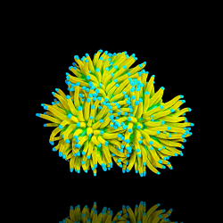 Euphyllia Banana Torch Euphyllia Banana Torch