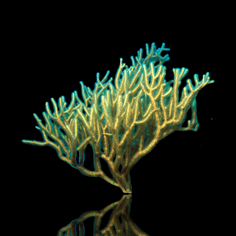 Rumphella sp Rumphella sp