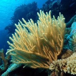 Rumphella sp. Bushy Branches Kenia M-size bestellen ? l Coralandfishstore.nl