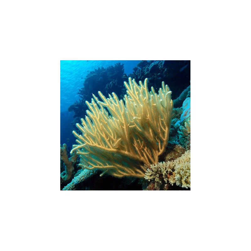 Rumphella sp. Bushy Branches Kenia M-size bestellen ? l Coralandfishstore.nl Rumphella sp. Bushy Branches Kenia M-size bestellen ? l Coralandfishstore.nl
