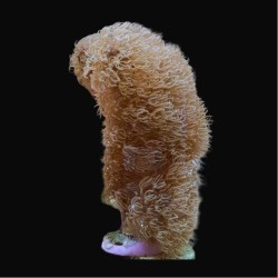 Corky Gorgoon Briareum Miami XL-size| Coralandfishstore.nl