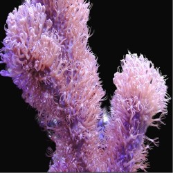 Corky Gorgoon Briareum Miami