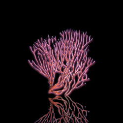 Iciligorgia Schrammi Purple Seafan | Coralandfishstore.nl