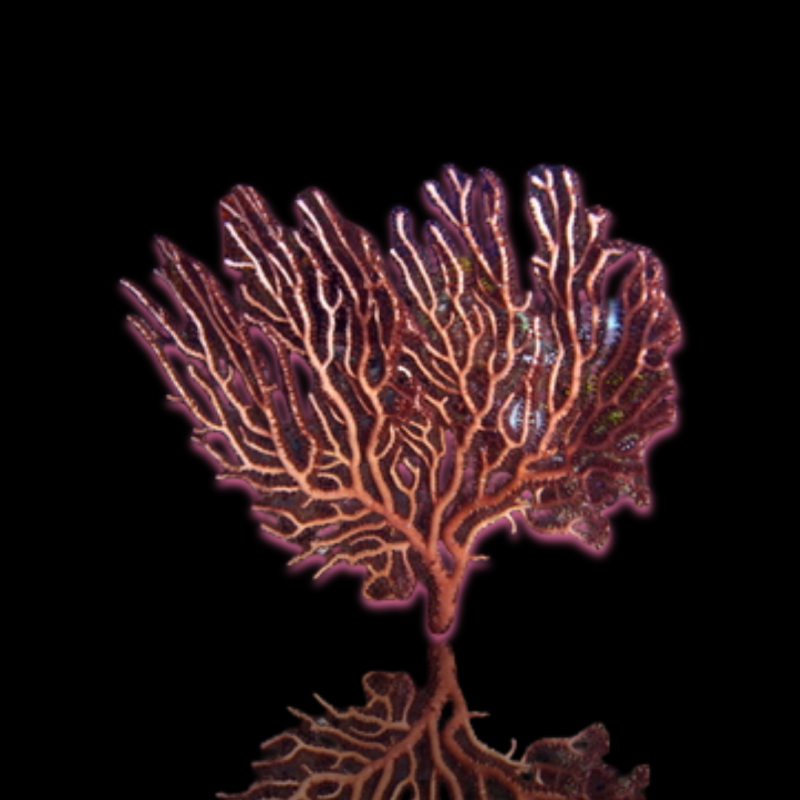 Iciligorgia Schrammi Iciligorgia Schrammi