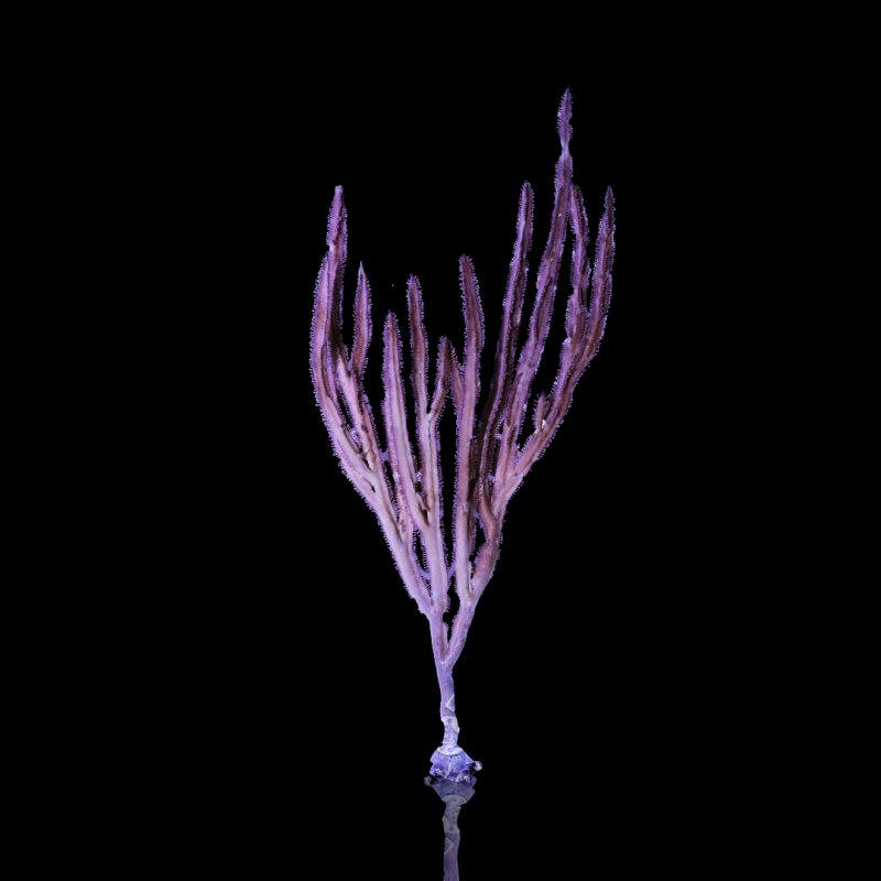 Pterogorgia Anceps Pterogorgia Anceps