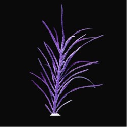 Pterogorgia Anceps | Coralandfishstore.nl